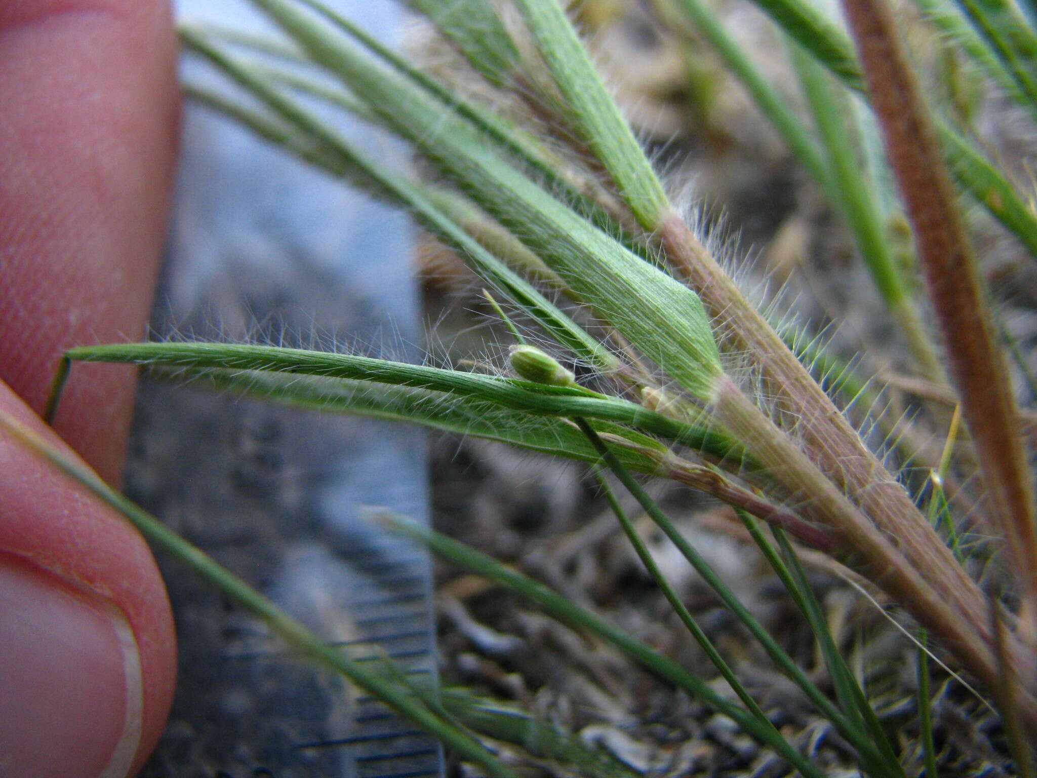 Panicum wilcoxianum Vasey的圖片