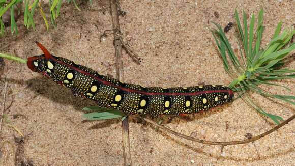 Image of Spurge Hawk Moth