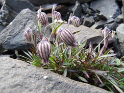 Image of apetalous catchfly