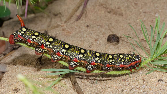 Image of Spurge Hawk Moth