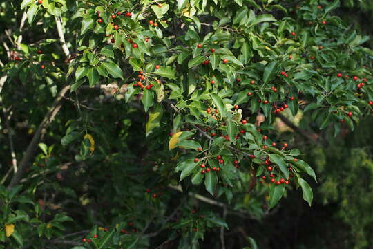 Image de Ilex pedunculosa Miq.