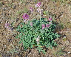 Plancia ëd Hedysarum argyrophyllum Ledeb.