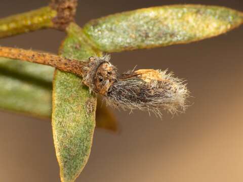 Image of Asphondylia florea Gagne 1990