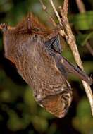 Image of Hawaiian Hoary Bat