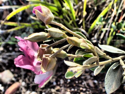 Plancia ëd Podalyria biflora (Retz.) Lam.