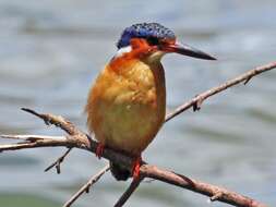 Image of Madagascar Kingfisher