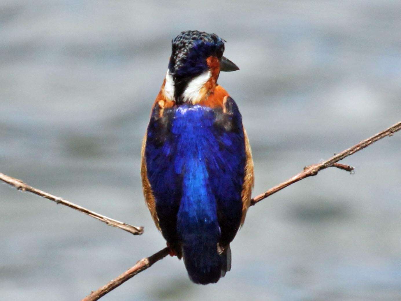 Image of Madagascar Kingfisher