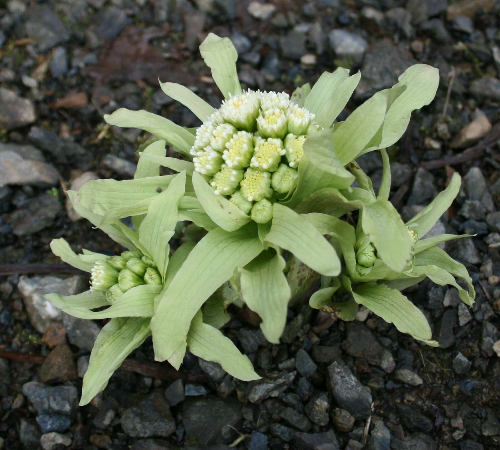 Image of Bog rhubarb