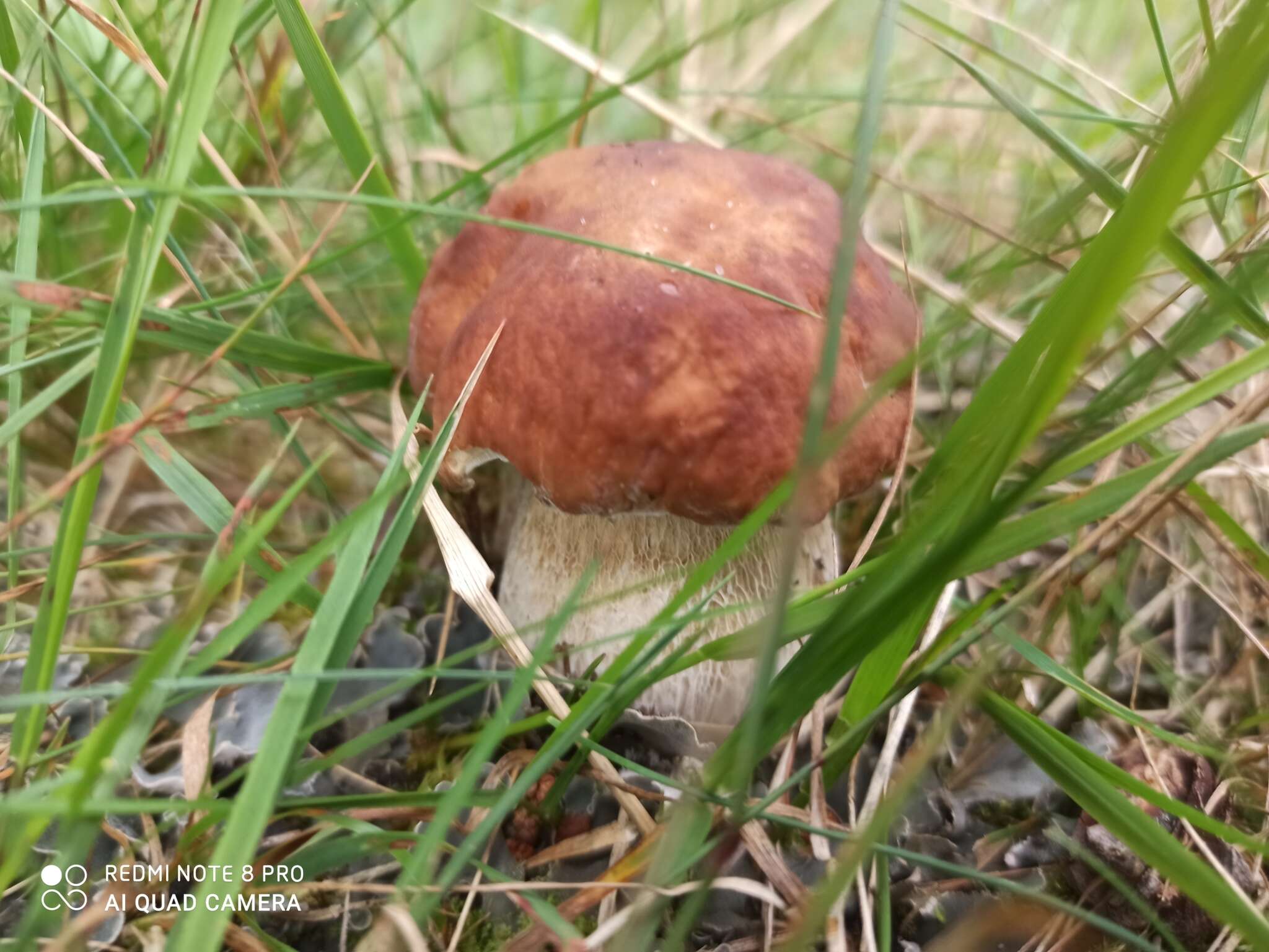 Image of Boletus pinophilus Pilát & Dermek 1973