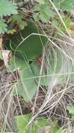 Imagem de Haemanthus humilis subsp. hirsutus (Baker) Snijman