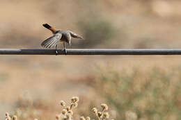 Image of Chestnut-rumped Thornbill