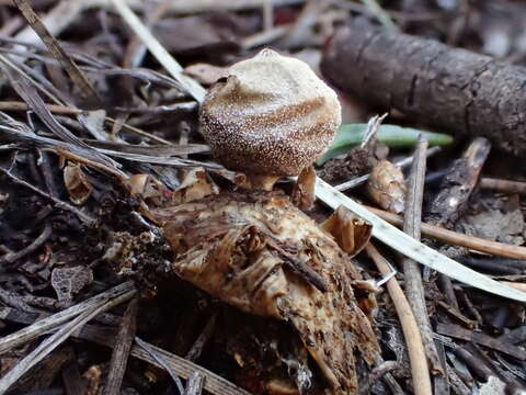 Image of Geastrum minimum Schwein. 1822