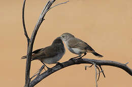 Image of Chestnut-rumped Thornbill