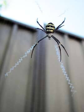 Imagem de Argiope keyserlingi Karsch 1878