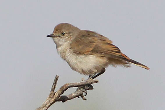 Image of Chestnut-rumped Thornbill