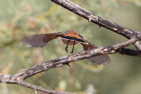 Image of Chestnut-rumped Thornbill