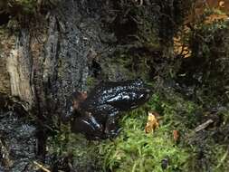 Image of Baw Baw Frog