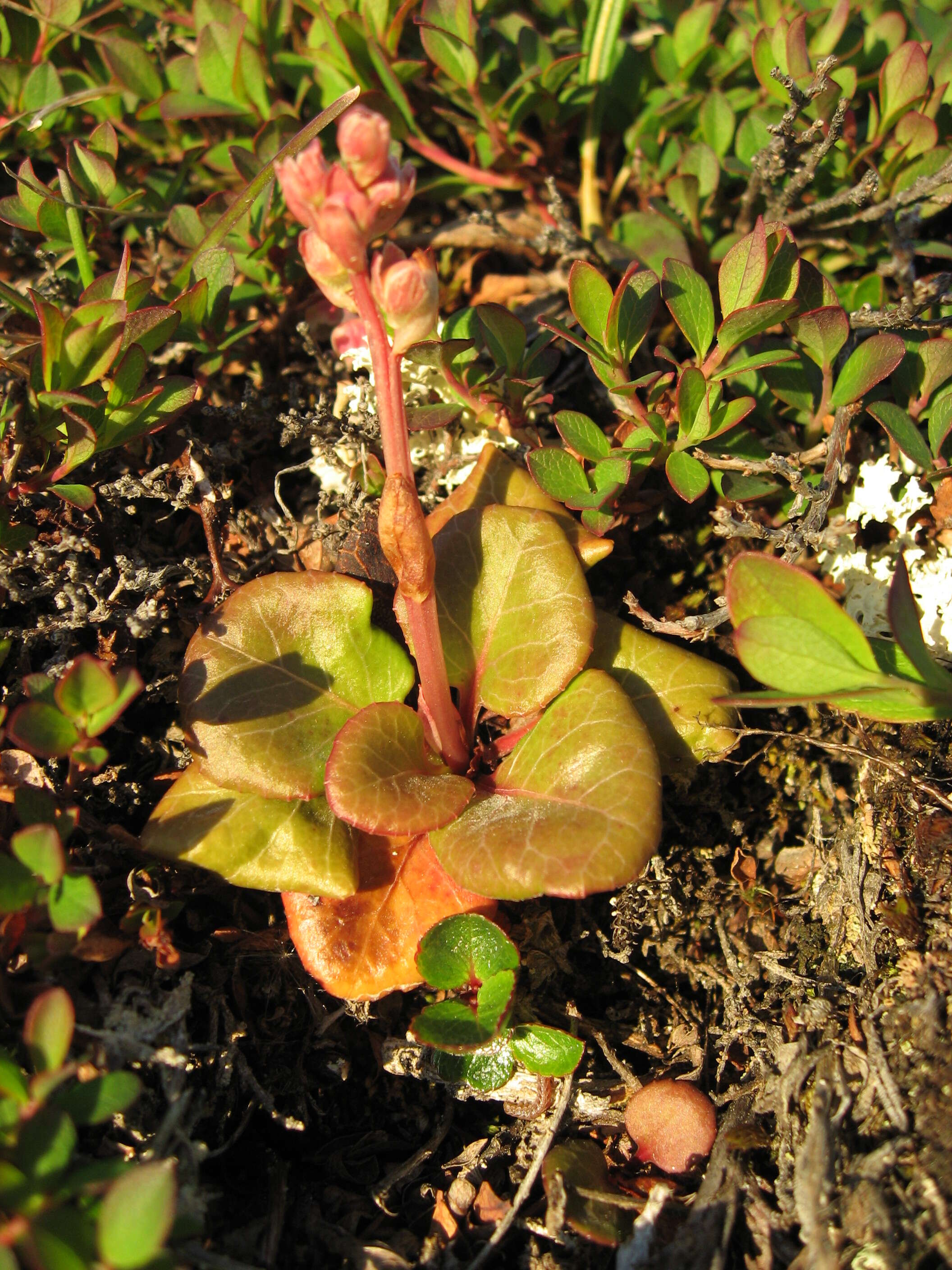 Image of Wintergreen