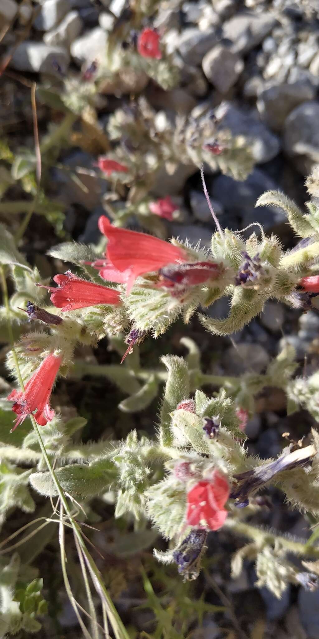 Image of Echium angustifolium Miller