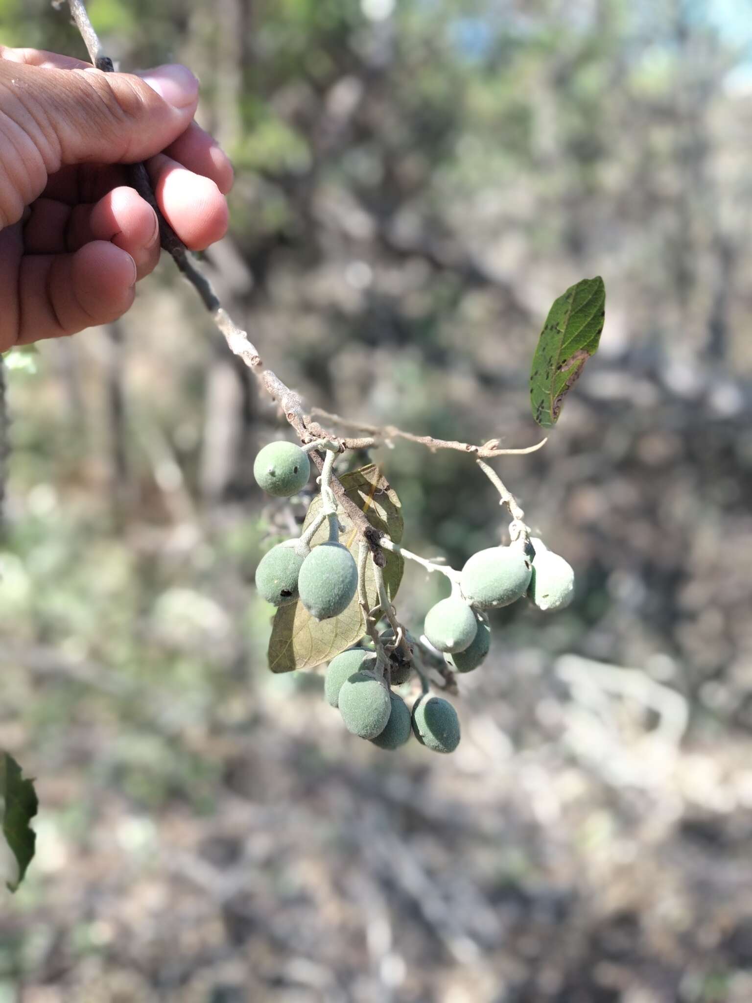 Image of Styrax argenteus Presl