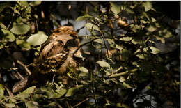 Image of Large-tailed Nightjar