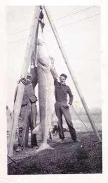 Image of White Sturgeon