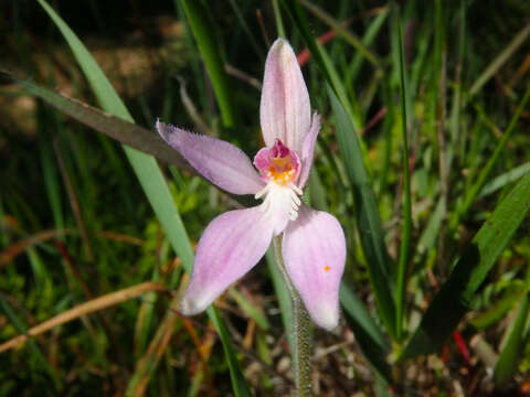 Image of Pink fairy orchid