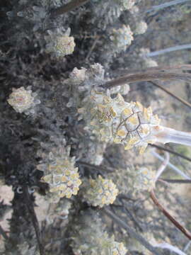 Image of Tylecodon wallichii subsp. ecklonianus (Harv.) H. Tölken