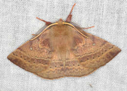 Anthela repleta (Walker 1855)的圖片