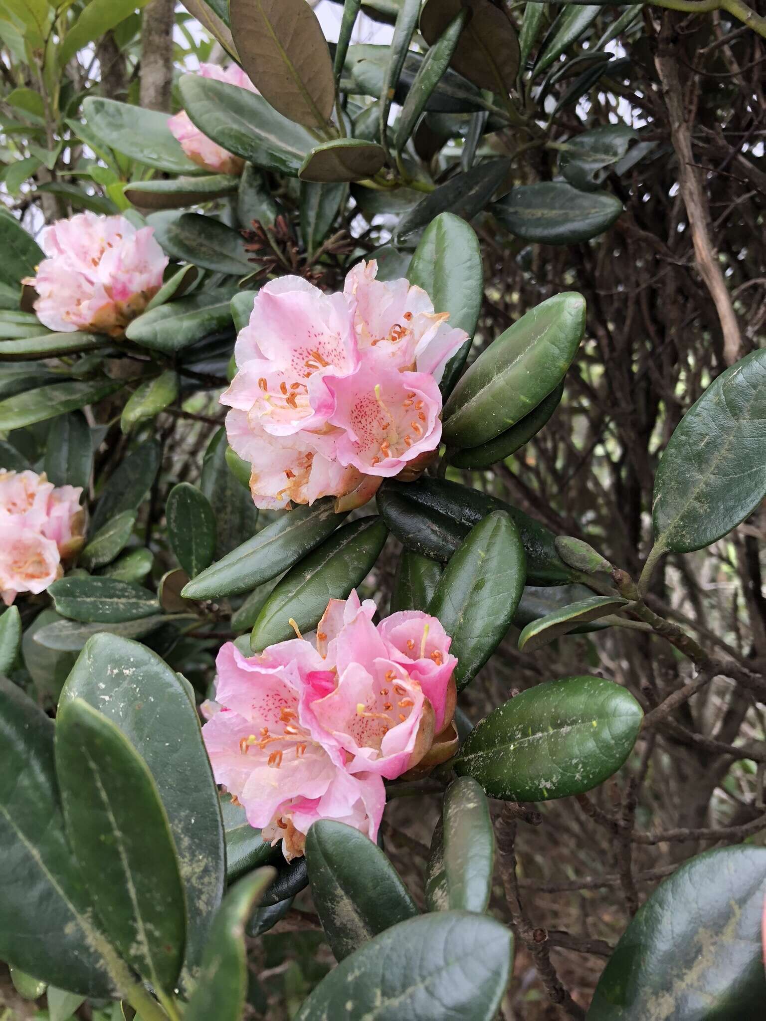 Imagem de Rhododendron simiarum Hance