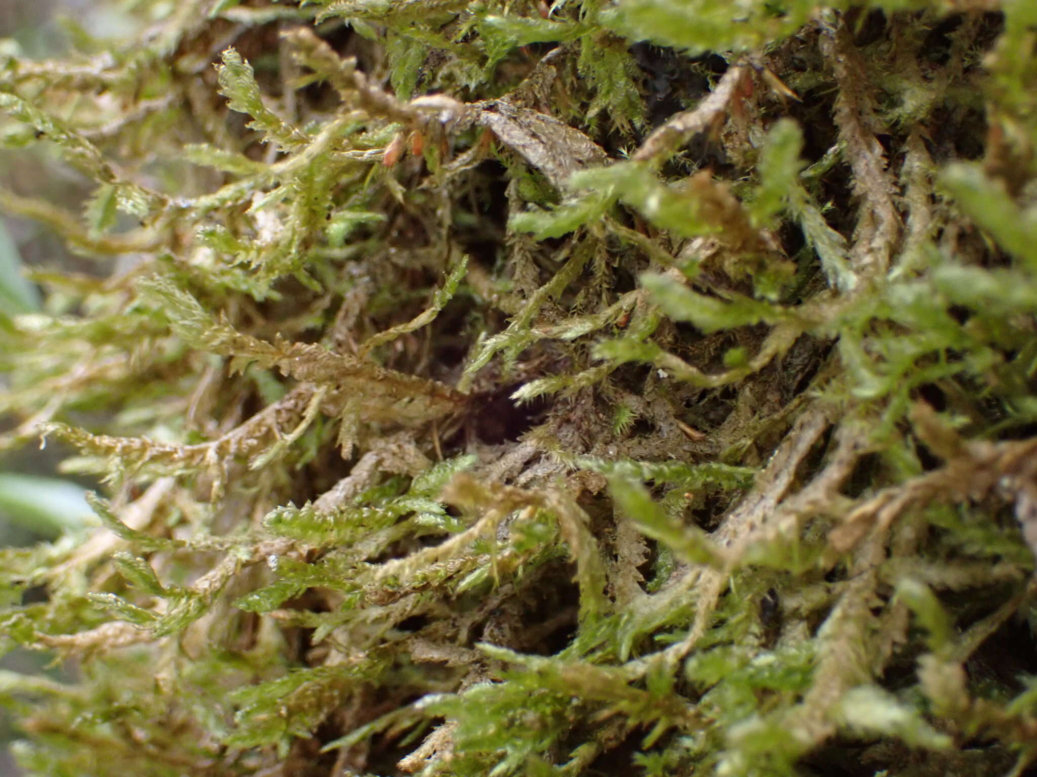Image of Alleniella hymenodonta (Müll. Hal.) S. Olsson, Enroth & D. Quandt