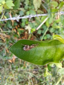 Imagem de Phytoscaphus