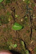 Image of Cyrtostylis rotundifolia Hook. fil.