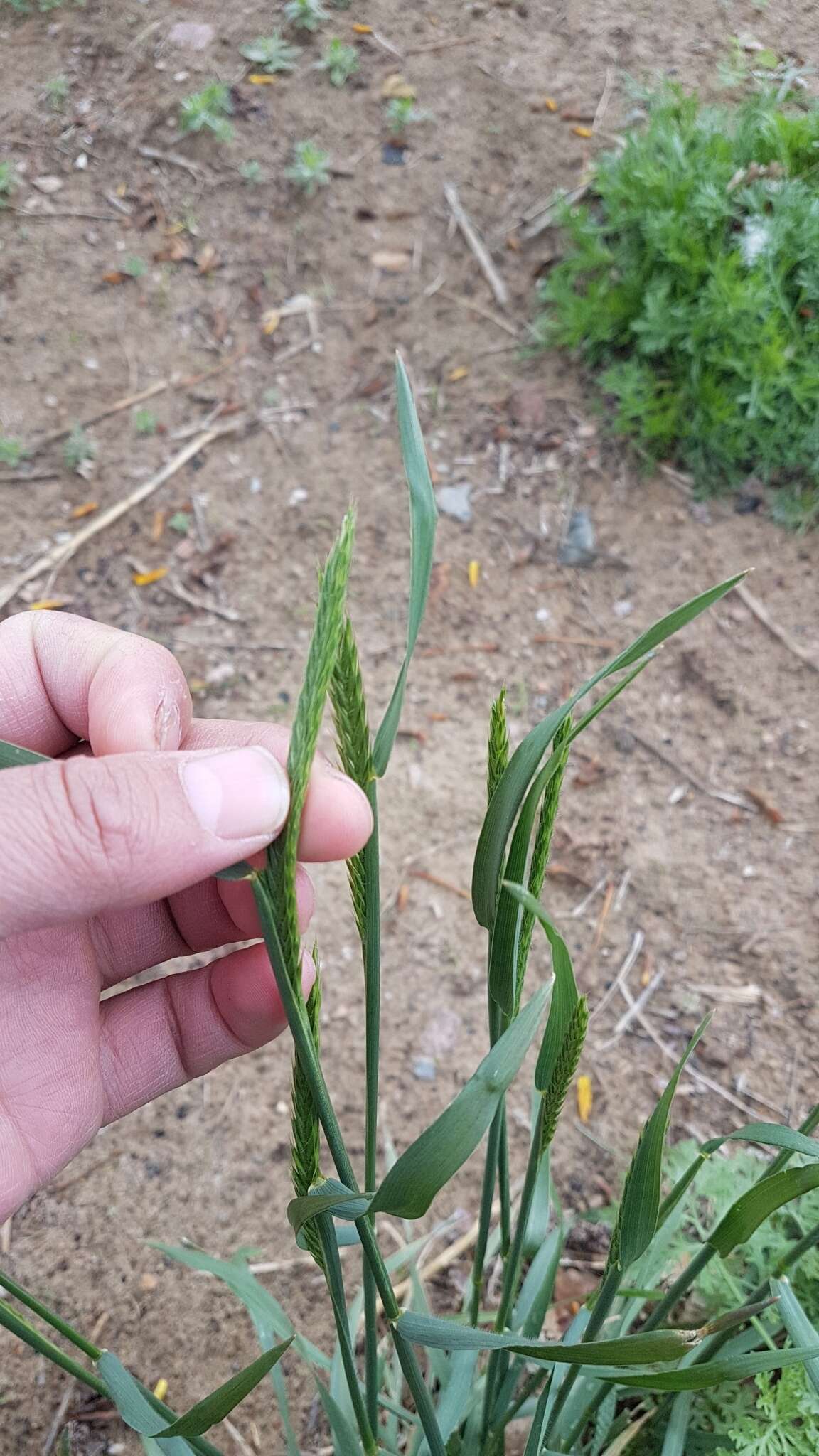 Image of desert wheatgrass