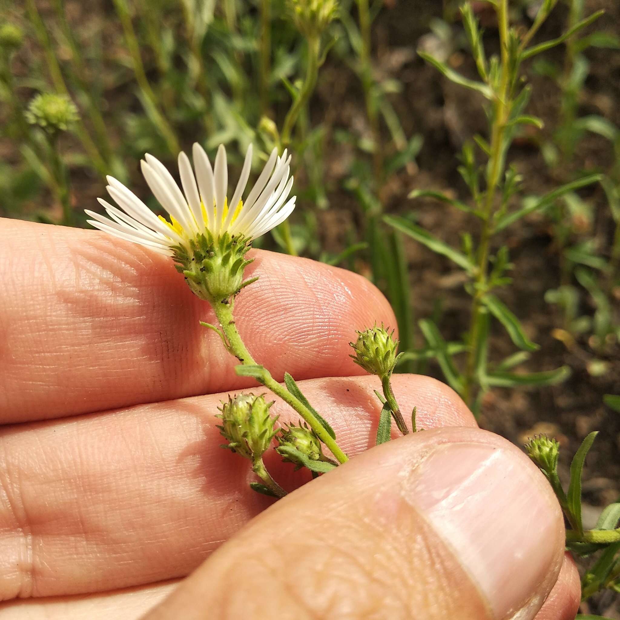 Image of Symphyotrichum moranense (Kunth) G. L. Nesom