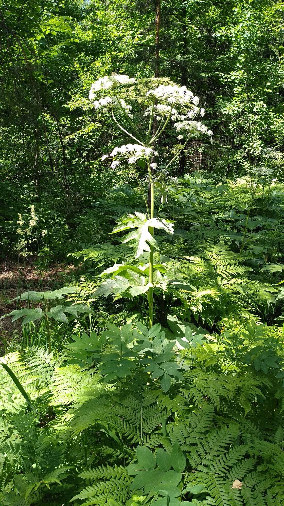 Image of Heracleum dissectum Ledeb.