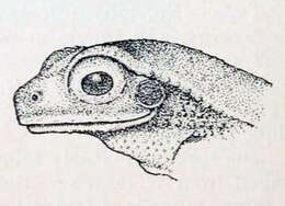Image of Chiromantis simus (Annandale 1915)