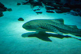 Image of zebra sharks