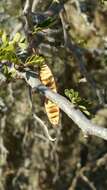 Plancia ëd Senna meridionalis (R. Vig.) Du Puy