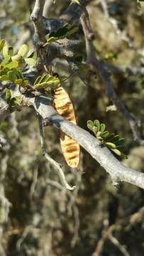 Image of Senna meridionalis (R. Vig.) Du Puy