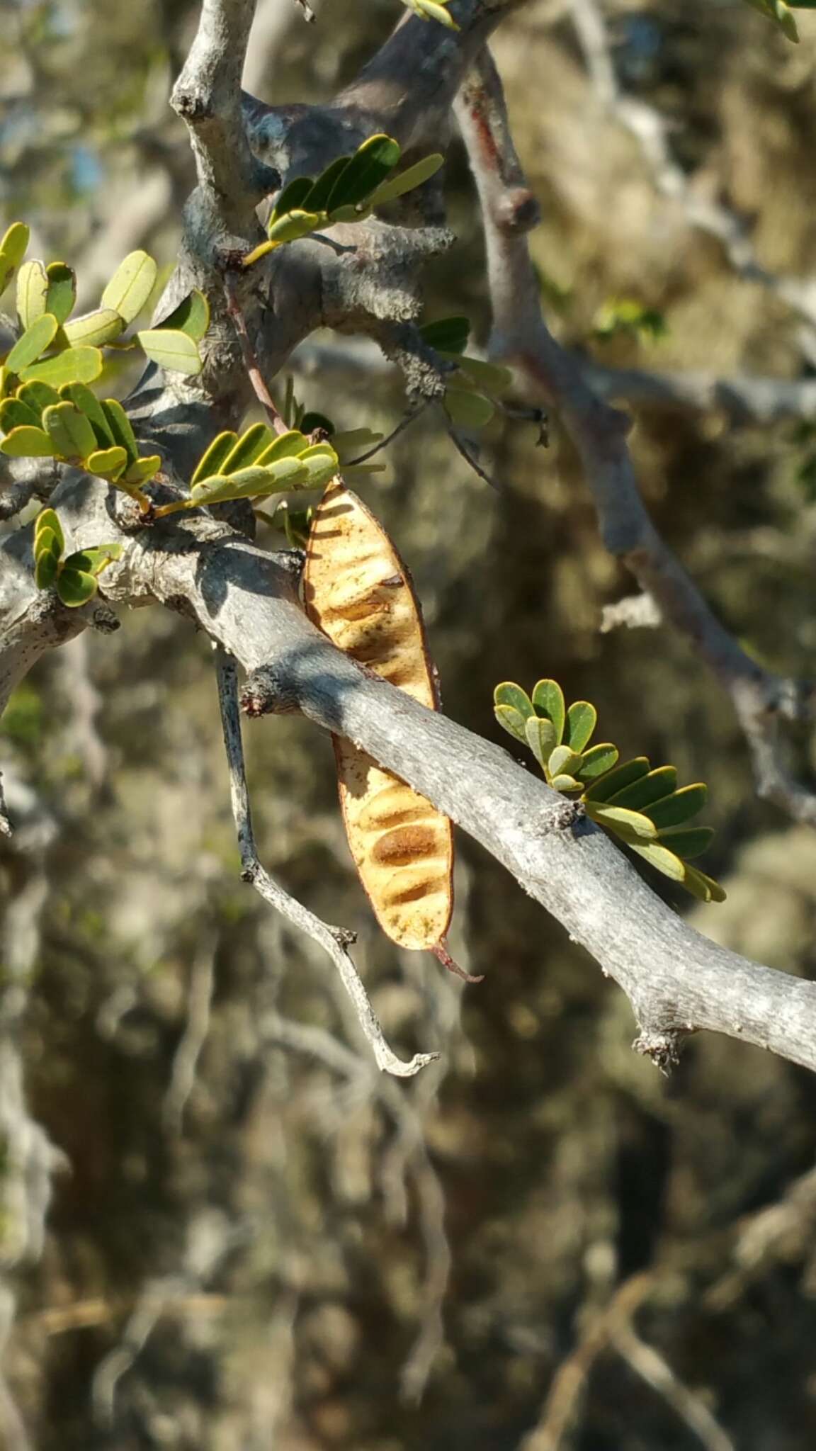 Plancia ëd Senna meridionalis (R. Vig.) Du Puy