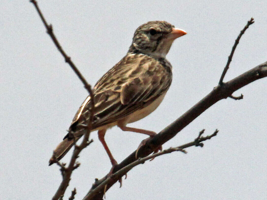 صورة Eremopterix hova (Hartlaub 1860)