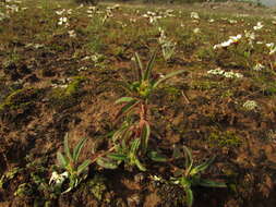 Euphorbia cuphosperma (Engelm.) Boiss. resmi