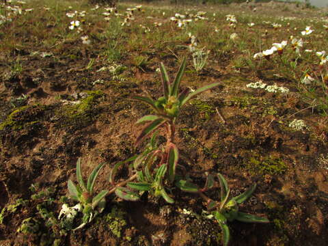 صورة Euphorbia cuphosperma (Engelm.) Boiss.