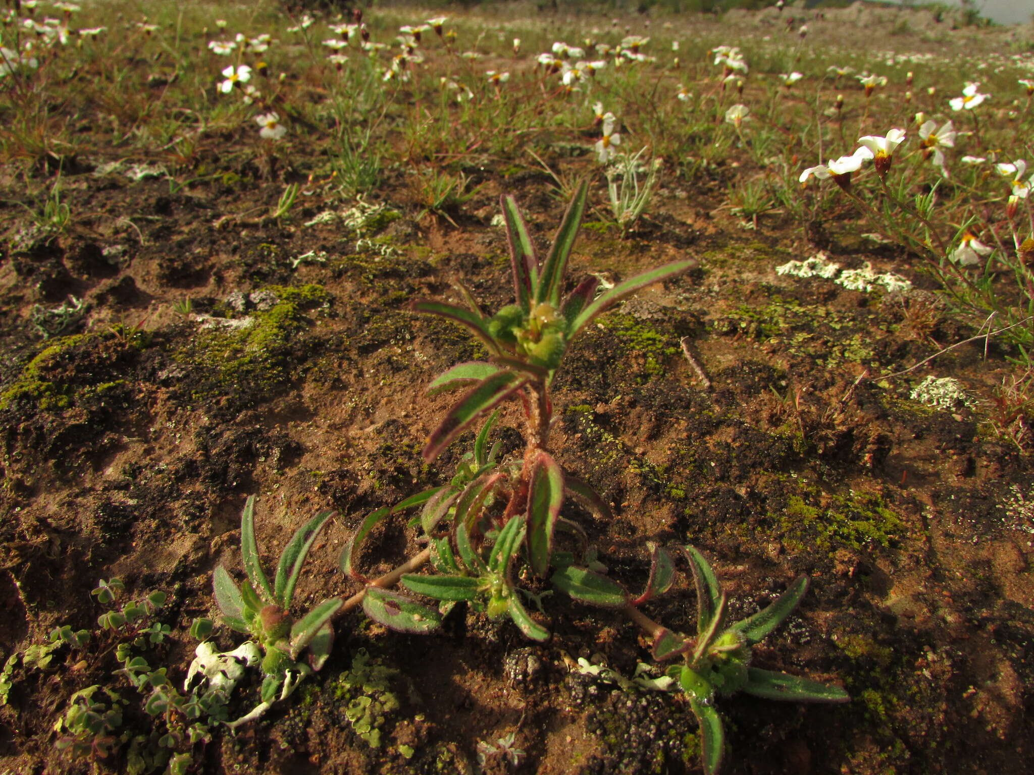 Euphorbia cuphosperma (Engelm.) Boiss. resmi