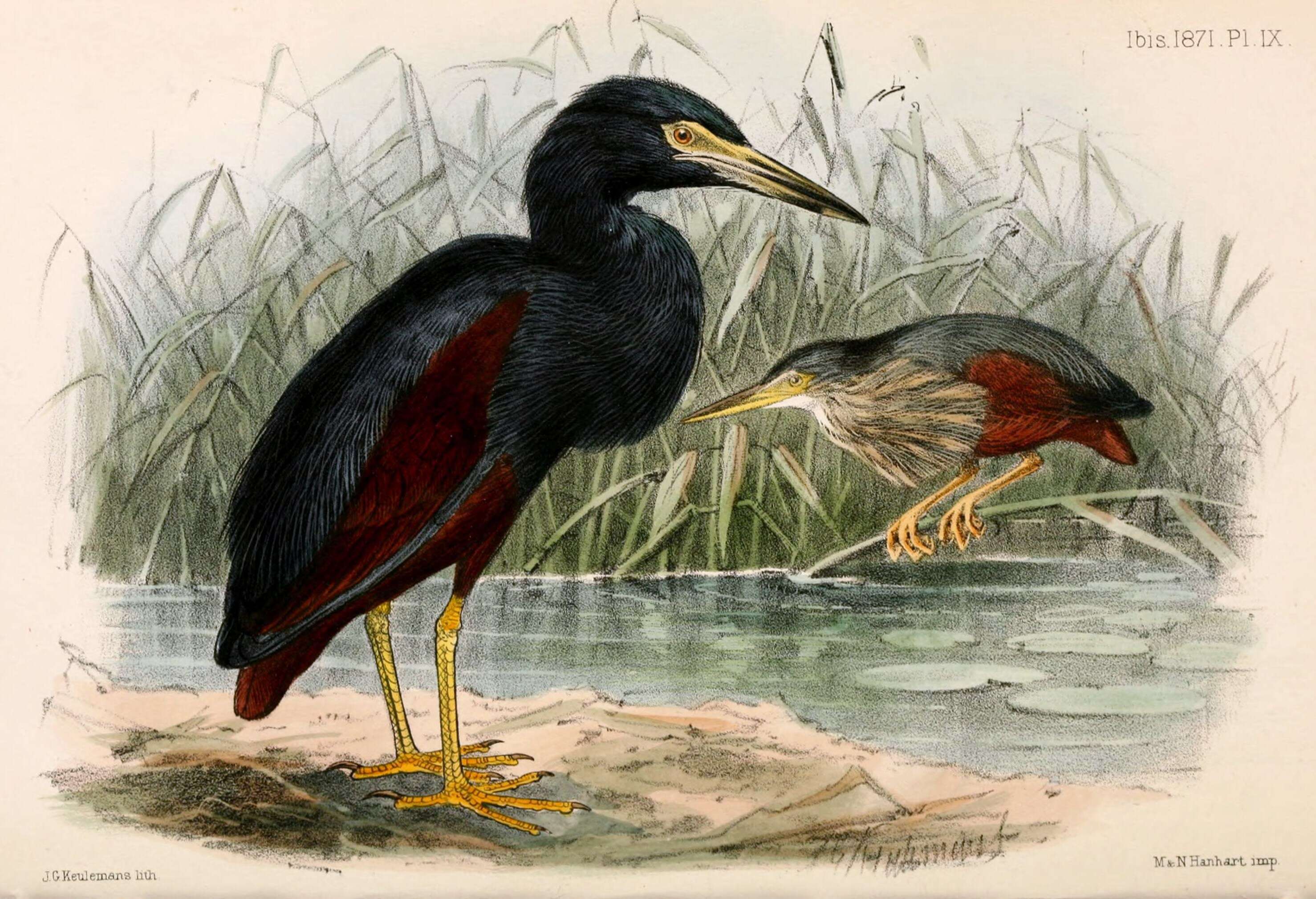 Image of herons and bitterns