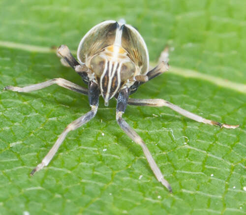 Image of Dicranotropis (Dicranotropis) hamata Boheman 1847