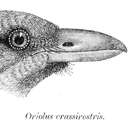 Oriolus crassirostris Hartlaub 1857 resmi