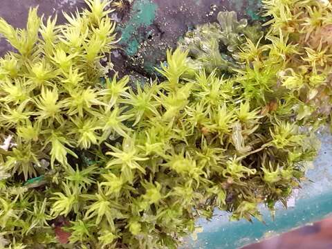 Image of orthotrichum moss