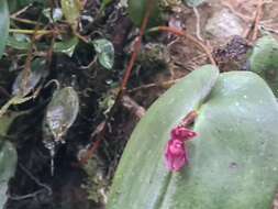 Image of Pleurothallis giraldoi Luer